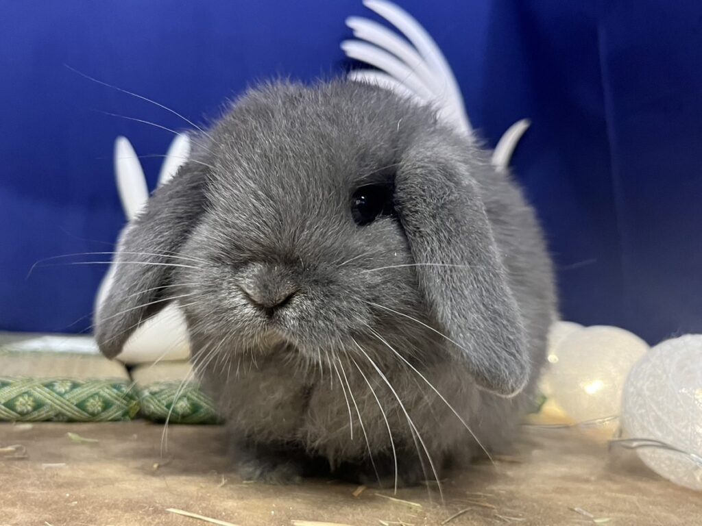 うさぎ専門店usafuru – うさぎ専門店usafuru〜うさぎの故郷〜です♪