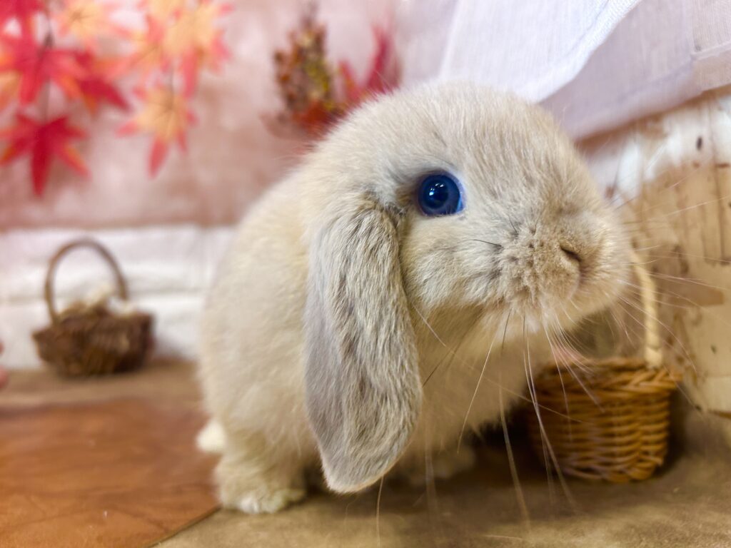 うさぎ専門店usafuru – うさぎ専門店usafuru〜うさぎの故郷〜です♪